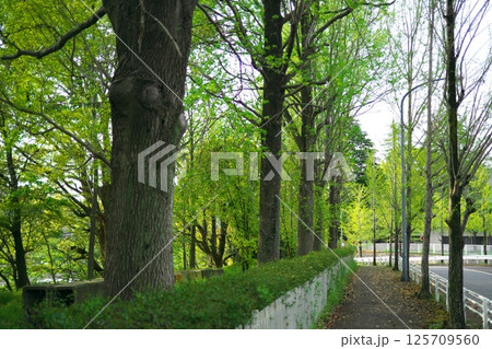 新緑に包まれた並木道 125709560