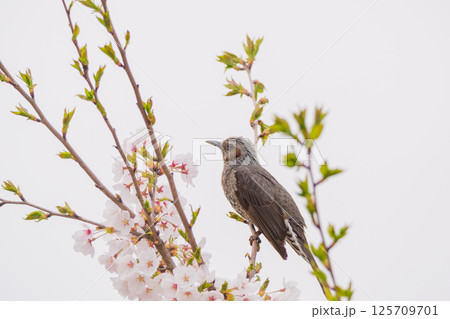 桜の枝にとまり羽を休めるヒヨドリ 桜の枝にとまり羽を休めるヒヨドリ 125709701