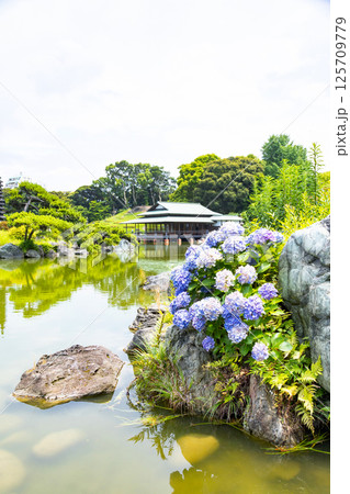 清澄庭園　大泉水とアジサイ 125709779