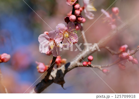 春先の花 125709918