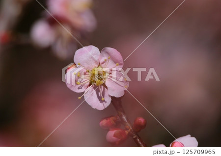早春の花 125709965