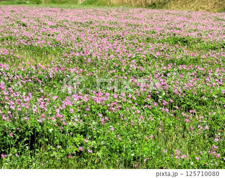 田園の風景：レンゲソウの花：大阪府枚方市穂谷 125710080
