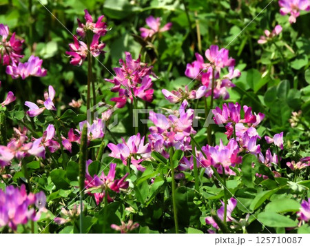 田園の風景：レンゲソウの花：大阪府枚方市穂谷 125710087