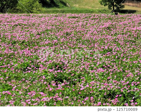 田園の風景：レンゲソウの花：大阪府枚方市穂谷 125710089