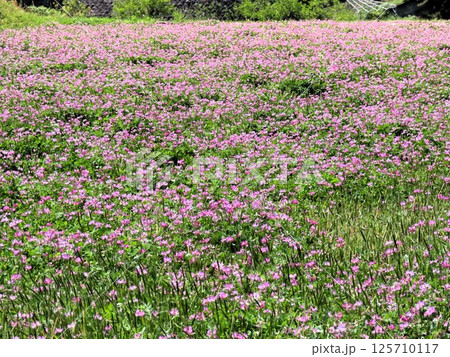 田園の風景：レンゲソウの花：大阪府枚方市穂谷 125710117