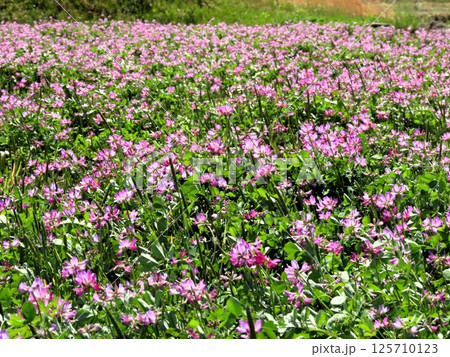 田園の風景:レンゲソウの花:大阪府枚方市穂谷 田園の風景:レンゲソウの花:大阪府枚方市穂谷 125710123