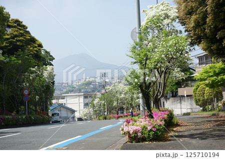 ツツジとナンジャモンジャと皿倉山 125710194