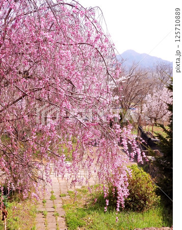 満開の枝垂桜 満開の枝垂桜 125710889