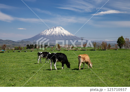 早春の牧場と羊蹄山 早春の牧場と羊蹄山 125710937