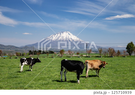 早春の牧場と羊蹄山 早春の牧場と羊蹄山 125710939