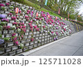群馬県の老神温泉街にある赤城神社の近くの飾られたきれいなお花たち 125711028
