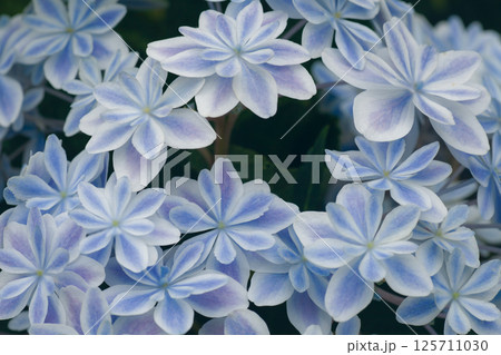 梅雨に咲く万華鏡紫陽花のクローズアップ Close-up of “Manga-kyo” Hydran 梅雨に咲く万華鏡紫陽花のクローズアップ Close-up of “Manga-kyo” Hydran 125711030
