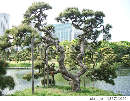 浜離宮の横堀の松（東京都中央区） 125711033