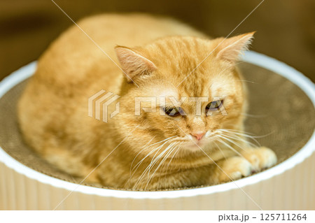 少しふくれ顔の茶トラのマンチカン メタボ猫 少しふくれ顔の茶トラのマンチカン メタボ猫 125711264