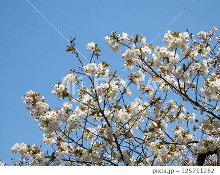 サクラ 桜 大提灯 サクラ 桜 大提灯 125711282