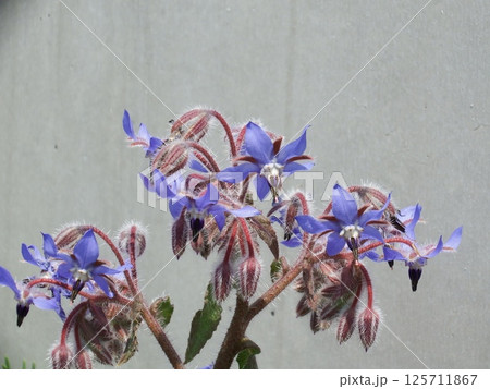 ボリジ ルリジサ Borage ボリジ ルリジサ Borage 125711867
