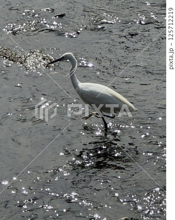 川を歩く白鷺さんを撮影しました。 125712219