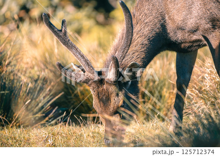 Sri Lankan sambar deer with large antlers grazing at Horton Plains National Park close up shot. 125712374