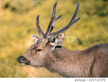 Sri Lankan sambar deer close-up portrait photograph at Horton Plains National Park (Rusa unicolor unicolor). 125712375