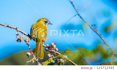 Yellow-eared bulbul bird perch on tree branch with wild berries at Horton Plains National Park 125712393