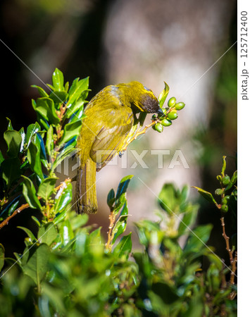 Yellow-eared bulbul bird feed on wild berries at Horton Plains National Park Yellow-eared bulbul bird feed on wild berries at Horton Plains National Park 125712400