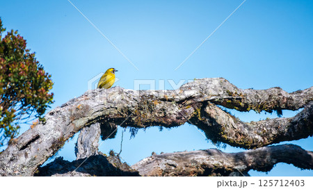 Beautiful Yellow-eared bulbul on a tree, blue skies background, at Horton Plains National Park. 125712403