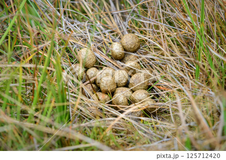 Wild Rabbit poops on grass at Horton Plains national park 125712420
