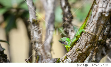 Black-lipped green lizard spotted at Horton Plains Sri Lanka 125712426