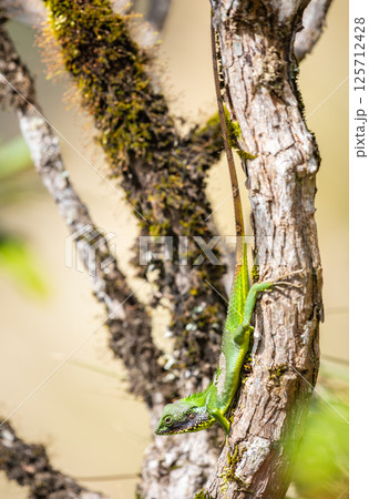 Black-lipped green lizard spotted at Horton Plains Sri Lanka 125712428