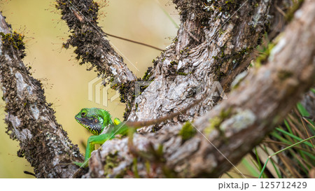 Black-lipped green lizard spotted at Horton Plains Sri Lanka 125712429