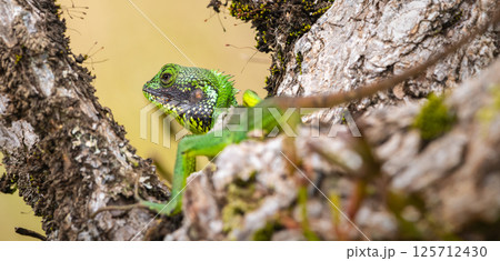 Black-lipped green lizard spotted at Horton Plains Sri Lanka 125712430
