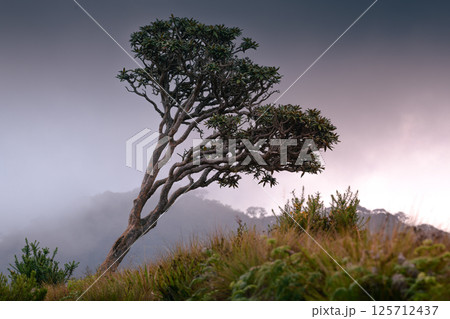 Lonely tree landscape at Horton Plains National Park, mist and mountains in the background scenic view. 125712437