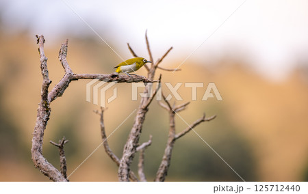 Sri Lanka white-eye perch on a leafless branch at Horton Plains National Park. Sri Lanka white-eye perch on a leafless branch at Horton Plains National Park. 125712440