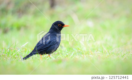 Indian Blackbird (Turdus simillimus kinnisii) foraging on the grassland at Horton Plains National Park 125712441
