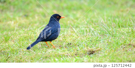 Indian Blackbird (Turdus simillimus kinnisii) foraging on the grassland at Horton Plains National Park Indian Blackbird (Turdus simillimus kinnisii) foraging on the grassland at Horton Plains National Park 125712442
