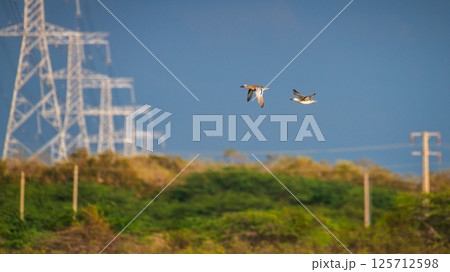 Pair of Garganey ducks in mid-flight against a row of tall high voltage transmission towers and a clear blue sky at Mannar, Sri Lanka. Nature and human-made structures photograph Pair of Garganey ducks in mid-flight against a row of tall high voltage transmission towers and a clear blue sky at Mannar, Sri Lanka. Nature and human-made structures photograph 125712598