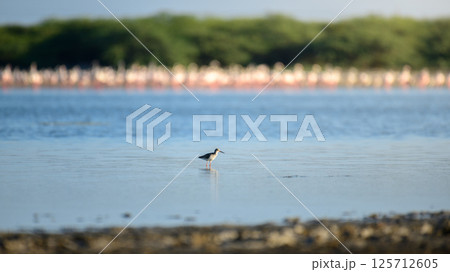 Common redshank (Tringa totanus) hunting on shallow water lagoons at Mannar, Sri Lanka. 125712605
