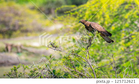 Crested honey buzzard perched on a branch in a lush, green environment, hooked beak and yellow eyes. Honey buzzard on focused and alert. Crested honey buzzard perched on a branch in a lush, green environment, hooked beak and yellow eyes. Honey buzzard on focused and alert. 125712621