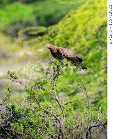 Crested honey buzzard perched on a branch in a lush, green environment, hooked beak and yellow eyes. Honey buzzard on focused and alert. 125712622