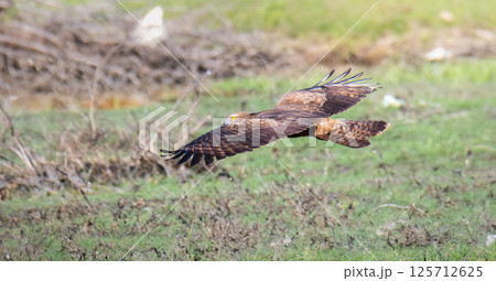 Crested honey buzzard in flight at low parallel to the ground. Hooked beak, and yellow eyes. 125712625