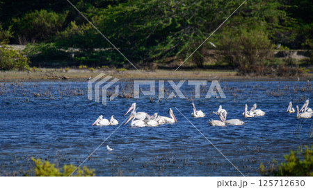 Flock of pelicans swimming on the lagoon water at Mannar, Sri Lanka. Flock of pelicans swimming on the lagoon water at Mannar, Sri Lanka. 125712630