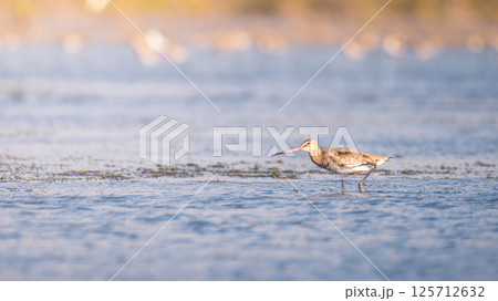 Black-tailed godwit (limosa limosa) hunting alone in shallow waters of the lagoon at Mnnar, Sri Lanka. Black-tailed godwit (limosa limosa) hunting alone in shallow waters of the lagoon at Mnnar, Sri Lanka. 125712632