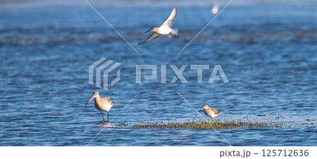 Sandpiper and black-tailed godwit bird trio searching for food in the shallow water lagoon at Mannar, Sri Lanka 125712636