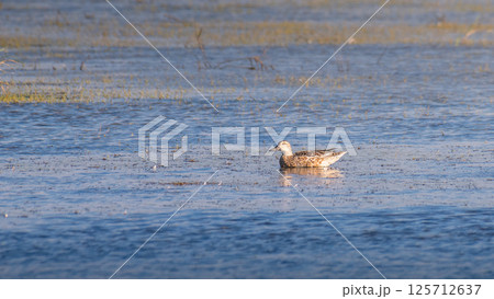 Lone Garganey duck calmly floating in the lagoon waters at Mannar, Sri Lanka. 125712637