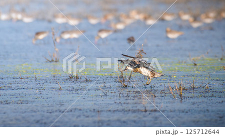 Garganey (Spatula querquedula) duck landing into the lagoon water, a flock of birds blurred in the distant background. Garganey (Spatula querquedula) duck landing into the lagoon water, a flock of birds blurred in the distant background. 125712644