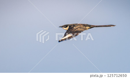 Pied Cuckoo bird in flight (Clamator jacobinus) against clear skies at Mannar, Sri Lanka 125712650