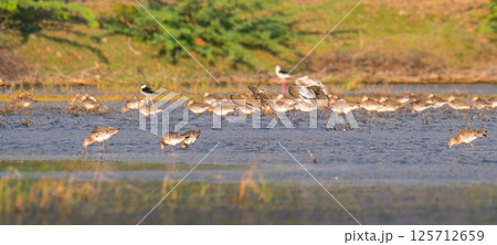 A large flock of aquatic wading birds in a wetland area, searching for food in the shallow water lagoon at Mannar, Sri Lanka 125712659