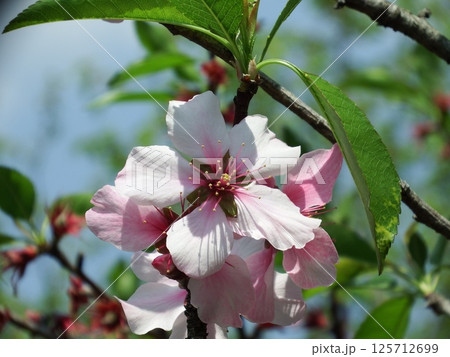 アーモンド　 Almond 125712699