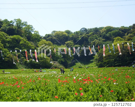くりはま花の国 ポピー ケシ 鯉のぼり くりはま花の国 ポピー ケシ 鯉のぼり 125712702