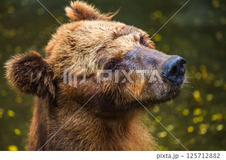 Brown Bear face close up, fur wet and matted, with a sad expression, gazing upward at Dehiwala Zoo, Sri Lanka 125712882